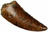 Serrated, Raptor Tooth - Real Dinosaur Tooth #296696-1